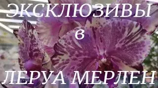 Огромный завоз эксклюзивных орхидей в Леруа Мерлен
