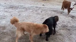 Банхары выясняют отношения. Питомник МКФ 