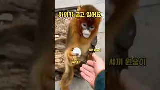 황금 원숭이가 먹이를 얻어내는 기가 막힌 방법