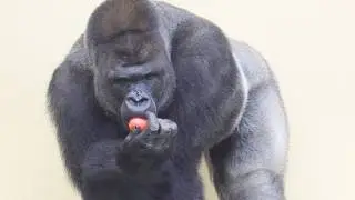 Silverback Gorilla Savors Favorite Tomatoes | The Shabani Troop
