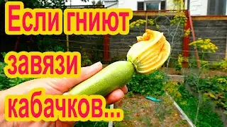 Гниют завязи кабачков: что делать?