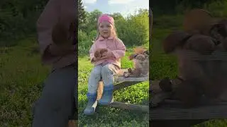 По грибы 