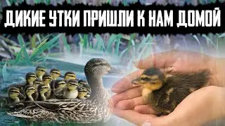 Дикая УТКА с маленькими УТЯТАМИ пришли к нам ДОМОЙ #природа