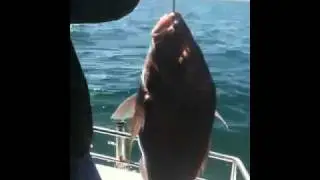 Snapper from Hauraki Gulf  NZ