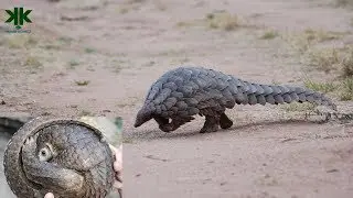 Derisi pullarla kaplı tek memeli hayvan: Pangolin