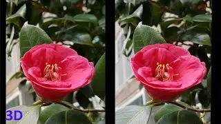 3D video, Catadioptric Stereo test, Camellia & Cornel dogwood blossom, Magic eye, SBS, Stereo Macro