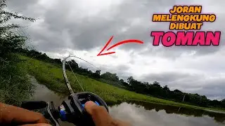 casting toman danau kalimantan