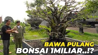WIDIIHH DAPET BONSAI GRANDONG BUAT DI JOGLO 😱
