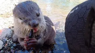 Aty became to catch fish in the river as a matter of course [Otter life Day 230]【カワウソアティとにゃん先輩】