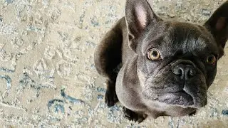 The outcome of the two lost dogs