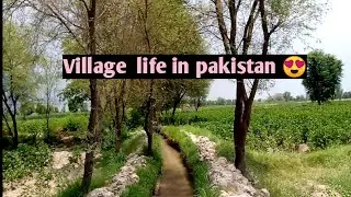 Village life in rain ||برسات