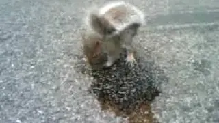 Egutta tv (drunk squirrel)
