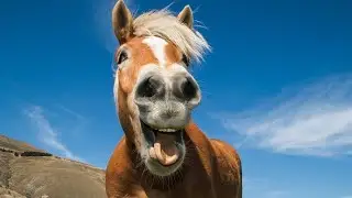 Yeehaw