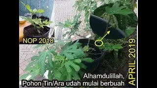 Alhamdulillah, Pohon Tinnya mulai berbuah