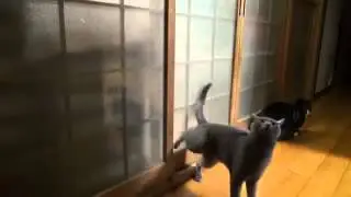 Котэ дома ))