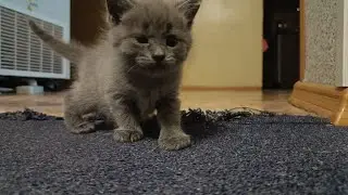 мои любимые котята