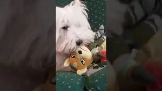 Fox Mcloud meets a new creature