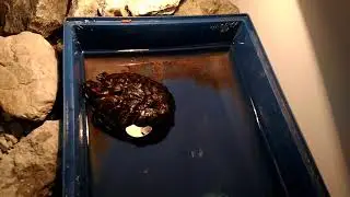 Санаторий Обуховский. Экскурсия по зимнему саду. Всё кроме морских свинок