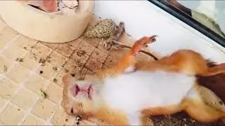 The squirrel was given a taste 🥃