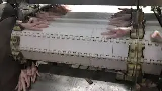 Машина для разрезания и транспортировки куриных лап