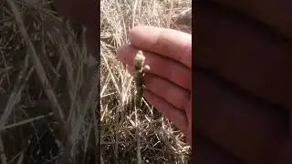 Новинка! Сорт-Алтай!