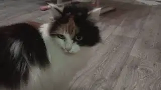 Кошка-богатка и ее славные котята.
