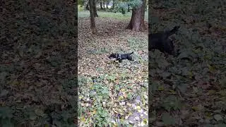 ягдтерьер ловит белку