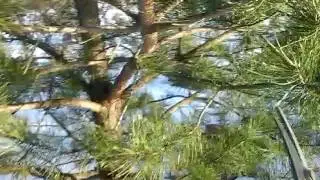 Сосна для кролі #1