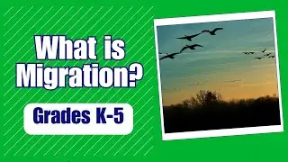 What is Migration? | Learn about