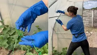 Как подвязываю ОГУРЦЫ В ТЕПЛИЦЕ