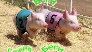 Беги свинка беги