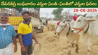 దేవరకద్ర బుధవారం ఎద్దుల సంత | Devarakadra Bulls market | Oxen prices | 28-08-2024 ‎@purnafarms 
