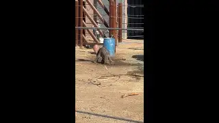 2024 Elephant Calf Bath Time #shorts