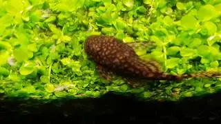 Planted tank