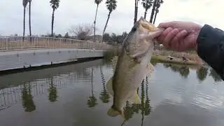 Santee Lakes Fishing  With Atomic Trout Teaser