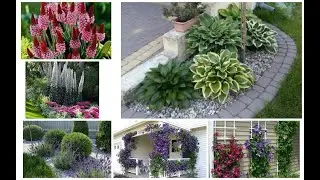 Клумба. flower garden. Blumengarten