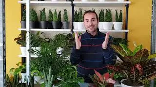 ¿Es PELIGROSO DORMIR con PLANTAS? La RESPUESTA con base CIENTÍFICA en este VÍDEO.
