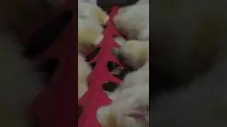 Из жизни цыплят.