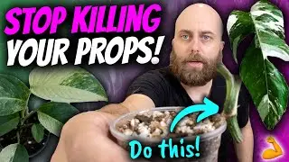 Stem Rot in Your Cuttings? Try This Propagation Hack | Chatty Repot + Propagation