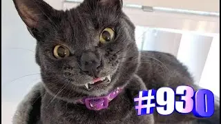 Минутка позитива с котяшками 😍💝😸🐾