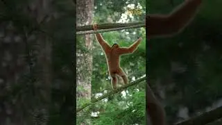 Les jeux de Beauval - Ep 2