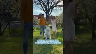 Who does our dog love more? 😭 #fun #comedy #dogparents #dog #samoyed