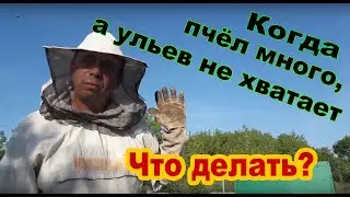 Пчёлы есть, а ульев нет, есть выход.