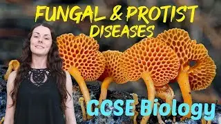 Fungal and protist diseases - GCSE Biology (Revision for 2020)