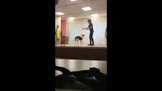 Sven - 18 month old Border Collie - first every freestyle to music show!