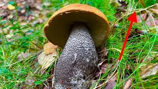 The mushroom picker was shocked to see this! HUGE aspen mushrooms had taken over the entire fores...