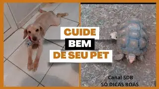 Vacine, cuide de seu animalzinho de estimação 🐕🐕🐕🐕