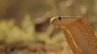 Wächter der Wüste Trailer
