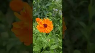 Interessantes zur Ringelblume | Heilpflanze