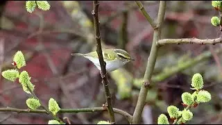 Pallas's Warbler at Attenborough Nature Reserve, 2nd March, 2023